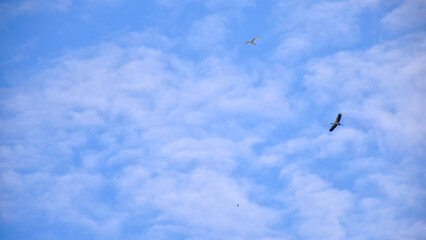 mall birds flying high in cloudy sky.