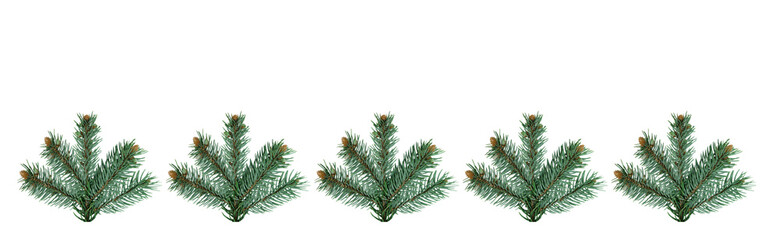 Christmas and New Year banner with five green branches of a Christmas tree on a isolated transparent png  background with space for text. Holiday and happiness.