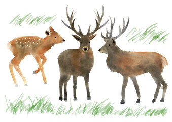 かわいい鹿のイラスト　しか　シカ　絵本　手書き　手描き　動物　アメリカ　親子　ほっこり　白背景 - obrazy, fototapety, plakaty