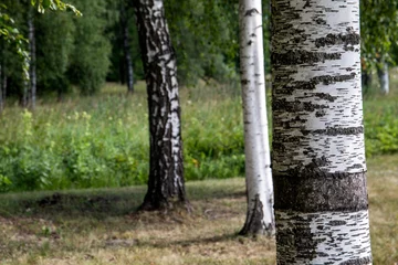 Fotobehang Birch grove. Sunny day in the forest. Landscape with green birch trees © STOATPHOTO
