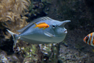 Langnasen-Doktorfisch / Einhornfisch
(Naso brevirostris) Indischer Ozean