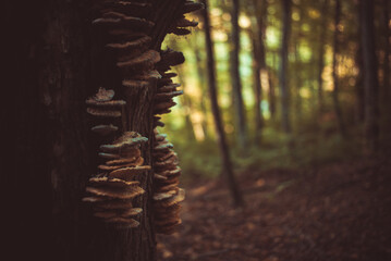 Trametes ochracea poisonous mushroom on the trunk of a beech. Ochre bracket plant living as a...