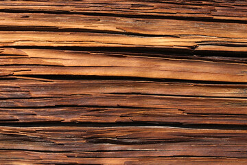 Fototapeta premium Close-up of the trunk of an old tree, bark texture.