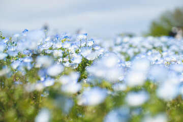 ネモフィラエモい