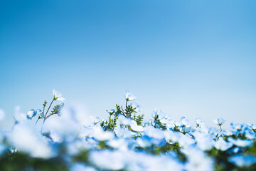 ネモフィラボケが綺麗