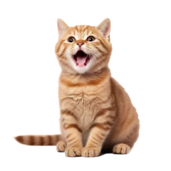 Rolgordijnen  Happy and Cute Cat Laughing © Tony A