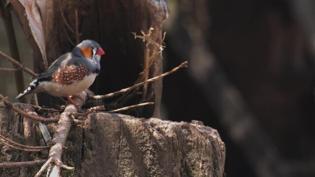 Australian Zebra Finch Perching On Wood. Taeniopygia Castanotis. closeup