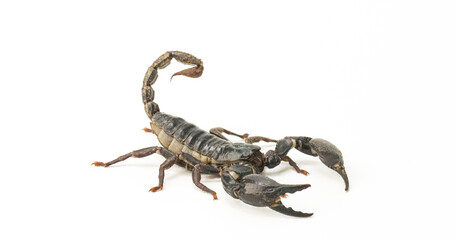 Black scorpion isolated on white background.