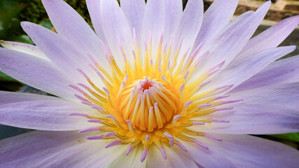 Beautiful purple lotus flower.