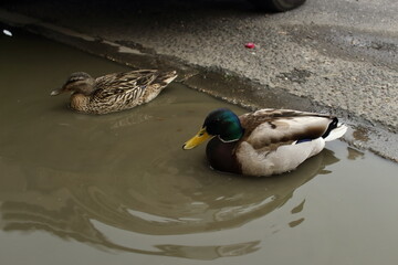 
a duck in a puddle