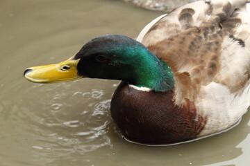 
a duck in a puddle
