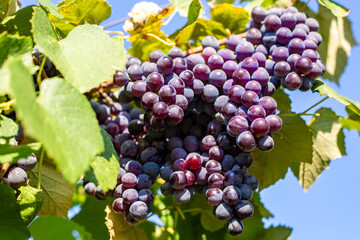 Bunches of black grapes hang from the vine on a sunny day. Harvest grapes in the garden
