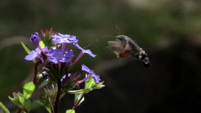 Slow motion [x10] Hummingbird Hawk-Moth (Macroglossum stellatarum) hovering and feeding on Ceratostigma flowers. August, Kent, UK.