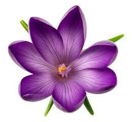 illustration of isolated crocus flower. Created with Generative AI