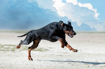 training of dobermann pinscher