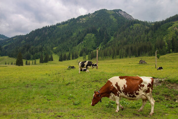 The bunch of grazing cows on the green meadow surrounded by Austrian Alps mountains.