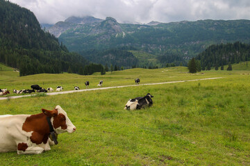 The bunch of resting cows on the green meadow surrounded by Austrian Alps mountains.