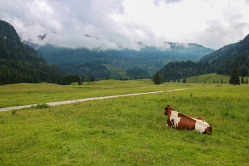 The resting cow on the green meadow surrounded by Austrian Alps mountains.