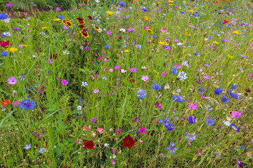 The Austrian alpine meadow full of colorful flowers.