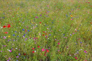 The Austrian alpine meadow full of colorful flowers.