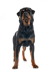 Fototapeta premium rottweiler in studio