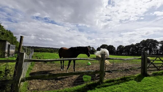 horse in the field