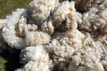 Netherlands. The whole of the sheeps of the Wadden Island Texel