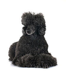  standard poodle in studio