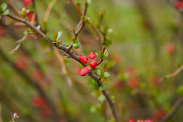 vegetation coming back to life after the cold winter season. detail.