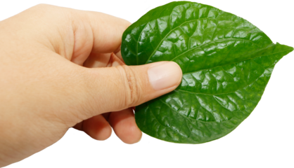 Betel leaf in hands isolated blank background, Thai herb.