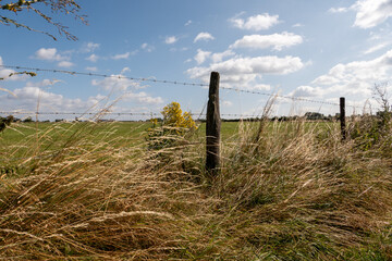 Hochsommerliche Wiesenlandschaft