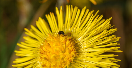 yellow coltsfoot (Tussilago farfara) flower detail