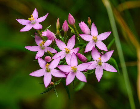 pink flowers of common (or European) centaury (Centaurium erythraea)