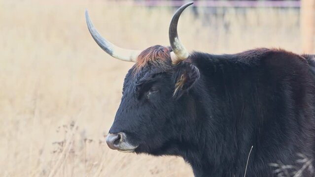 aurochs like cattle chewing grass