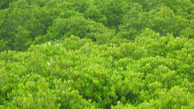 aerial view of dark green forest Abundant natural ecosystems of rainforest. Concept of nature forest preservation and reforestation.