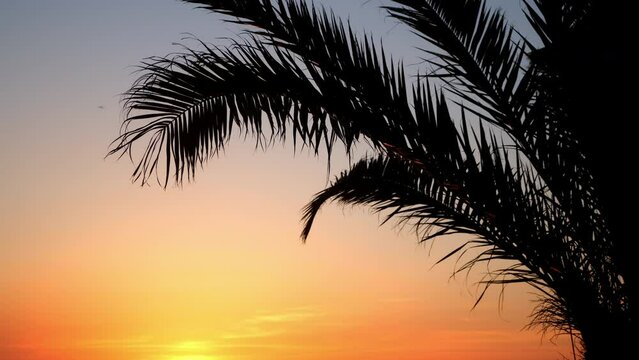 Background with sunset colorful sky, yellow sun and palm tree shadow. Travel, tourism, vacation, journey, trip. Paradise, tropical resort, place of dream, environment on seashore. Idyllic coast.