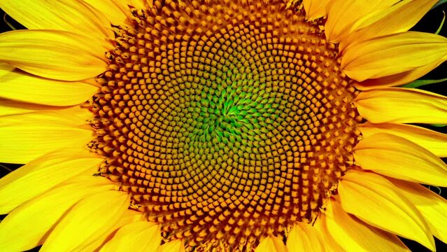 Yellow Sunflower Blooming on a Black Background in Timelapse. Agriculture Theme for Oil and Food Production. Macro Time Lapse Opening Sunflower Head