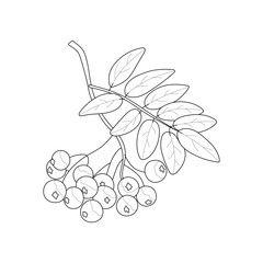 Rowan branch. Black and white vector image. Coloring.