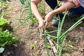 Hands of farmer harvesting scallions in farm