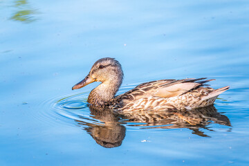 Fototapeta premium Mallard female Duck swims in the pond in the rain.