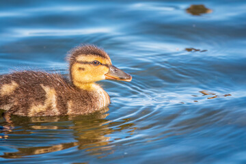 Cute little duckling swimming alone in a lake or river with calm water