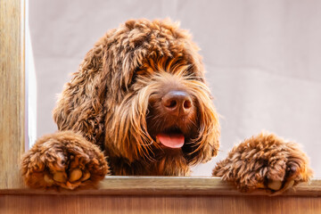 Golden brown labradoodle dog, sitting or lying on wooden ledge. Looking up with bright tongue outside maul. Curly, fluffy long hairs. 