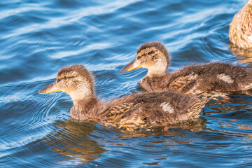 Cute little duckling swimming alone in a lake or river with calm water