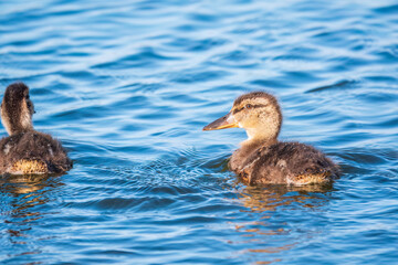 Cute little duckling swimming alone in a lake or river with calm water