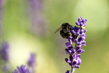 Naklejka premium bee on flower,bergafjärden, medelpad, sverige,sweden, norrland, Mats
