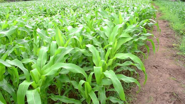 Young green corn growing on the field at sunset, Young Corn Plants. Corn grown in farmland, cornfield