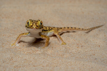 Short-fingered Gecko is a genus of Middle-Eastern and North-African geckos.