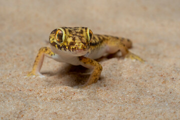 Short-fingered Gecko is a genus of Middle-Eastern and North-African geckos.
