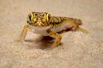 Short-fingered Gecko is a genus of Middle-Eastern and North-African geckos.