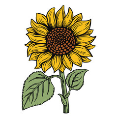 Naklejka premium Colored vector sunflower on white, simple and elegant, cartoon style
